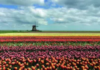 Format_PAYSAGE_tulipes.webp