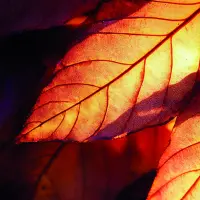 Format_SQUARE_feuille_automne.webp