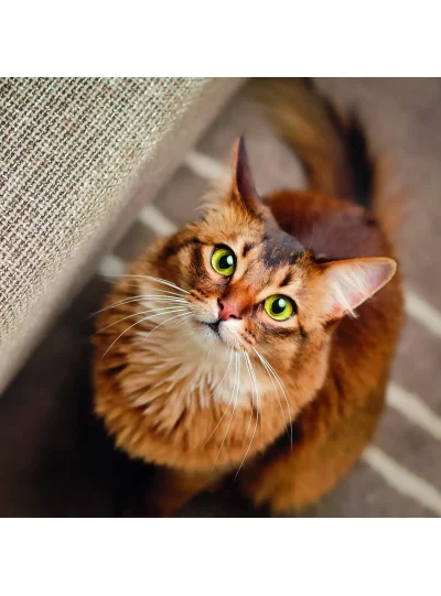 Collections thématiques