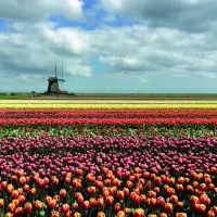 Format_SQUARE_tulipes.webp