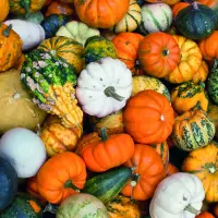 Format_SQUARE_citrouilles.webp