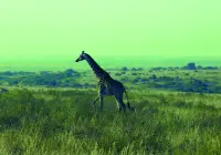 Format_PAYSAGE_girafe.webp